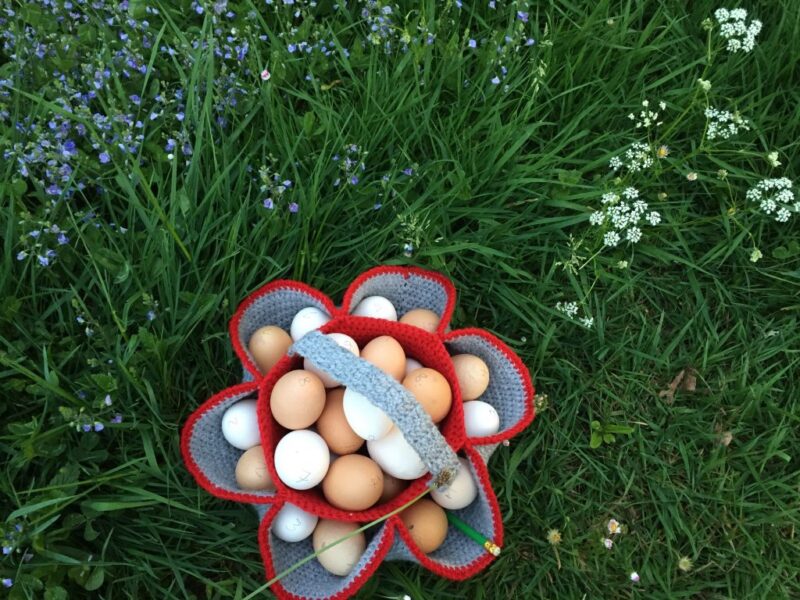 œufs du jardin