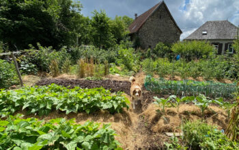 potager de la ruche