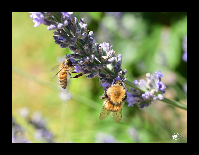 un air de Provence