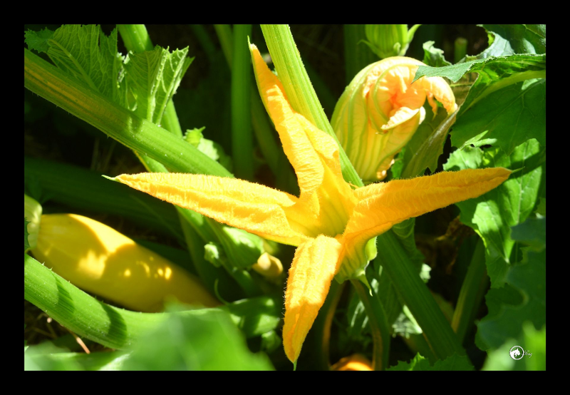 Fleur de courgette jaune