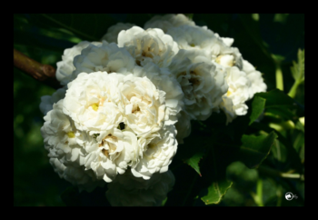 Grappes de roses blanches