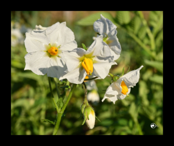 Fleurs de pomme de terre