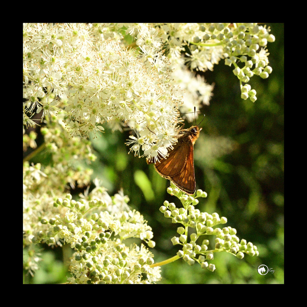 Jardin ouvert aux pollinisateurs