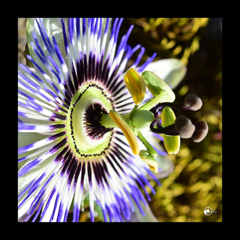 La fleur de la passion